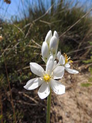 Ornithogalum conicum