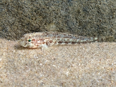Gobius roulei