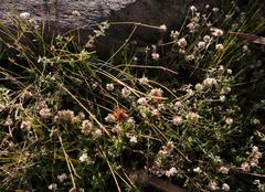 Helichrysum sphaeroideum