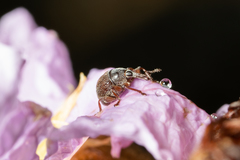 Nanophyinae