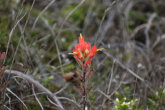 Castilleja affinis affinis
