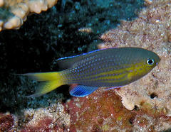 Pycnochromis nigrurus