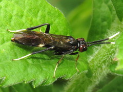 Macremphytus testaceus