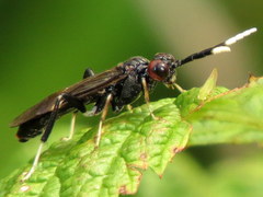 Macremphytus testaceus