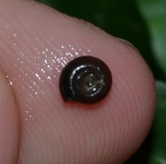 Bathyomphalus contortus