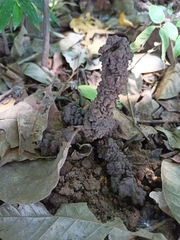 Fungi
