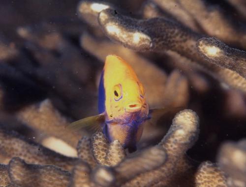 Photo of African flameback angelfish (Centropyge acanthops)