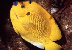 Apolemichthys trimaculatus