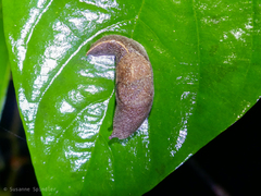 Parmacochlea furca
