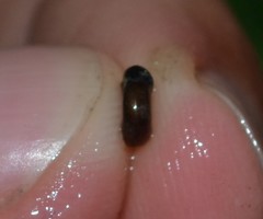 Bathyomphalus contortus