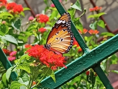 Danaus chrysippus