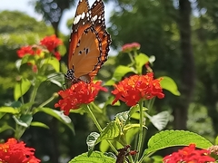 Danaus chrysippus