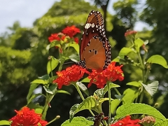 Danaus chrysippus