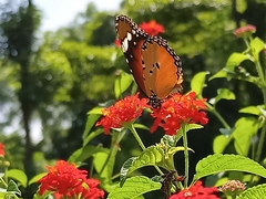 Danaus chrysippus