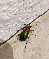 Carabus auronitens festivus