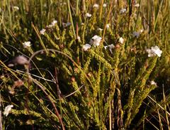 Lachnaea sociorum
