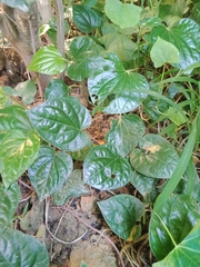 Pericampylus glaucus