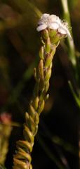 Lachnaea sociorum