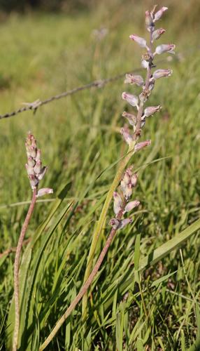 Alluvium Tinged Viooltjie (Lachenalia rogersii)