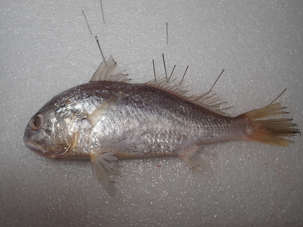 Bighead pennah croaker (Pennahia macrocephalus) — Sciaenidae