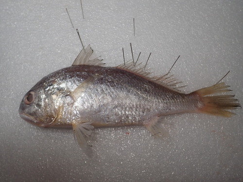 Grootkop-ombervis (Pennahia macrocephalus) — Sciaenidae