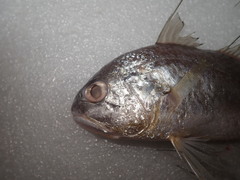 Pennahia macrocephalus