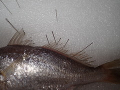 Pennahia macrocephalus