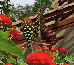 Graphium agamemnon