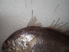 Pennahia macrocephalus