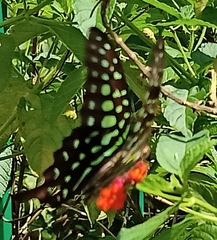 Graphium agamemnon