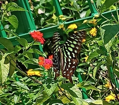 Graphium agamemnon