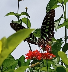 Graphium agamemnon