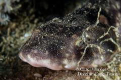 Haploblepharus pictus