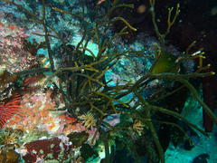 Bifurcariopsis capensis