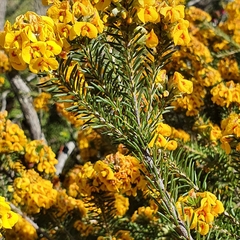 Dillwynia floribunda