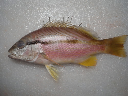 Spotstripe snapper (Lutjanus ophuysenii) — Lutjanidae — 2