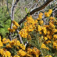 Dillwynia floribunda