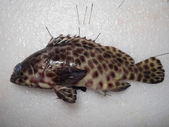 Epinephelus quoyanus
