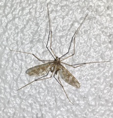 Mischoderus annuliferus