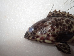 Epinephelus quoyanus