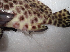 Epinephelus quoyanus