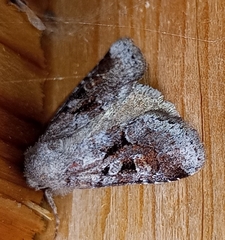 Oligia minuscula