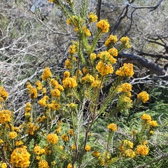 Dillwynia floribunda