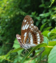 Limenitis sulpitia