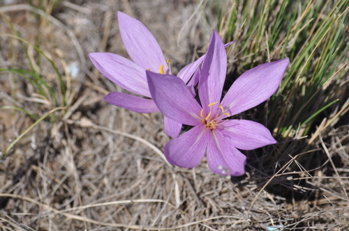 Colchicum laetum