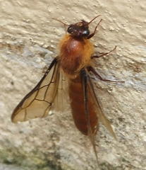 Dorylus helvolus