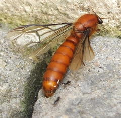 Dorylus helvolus