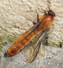 Dorylus helvolus