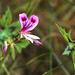 Regal Storksbill - Photo (c) Tony Rebelo, some rights reserved (CC BY-SA), uploaded by Tony Rebelo