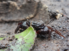 Parasesarma guttatum